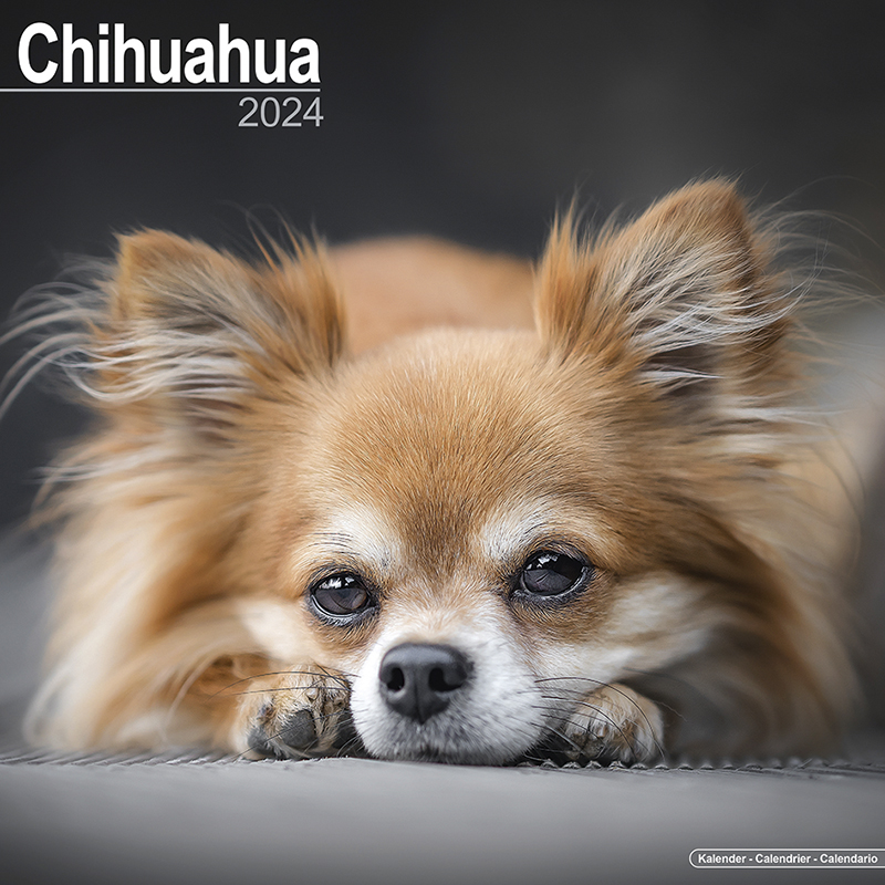 Chihuahua Calendar 2024 (Square) Dogs Naturally